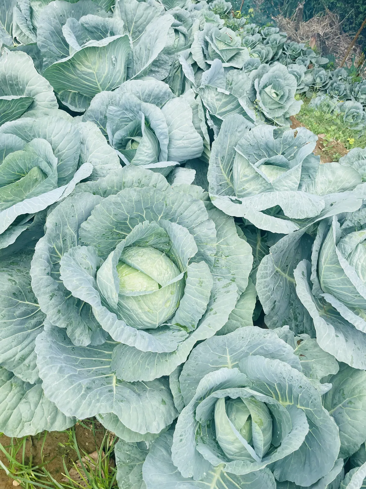 Cabbages close up, the outer leaves still wet