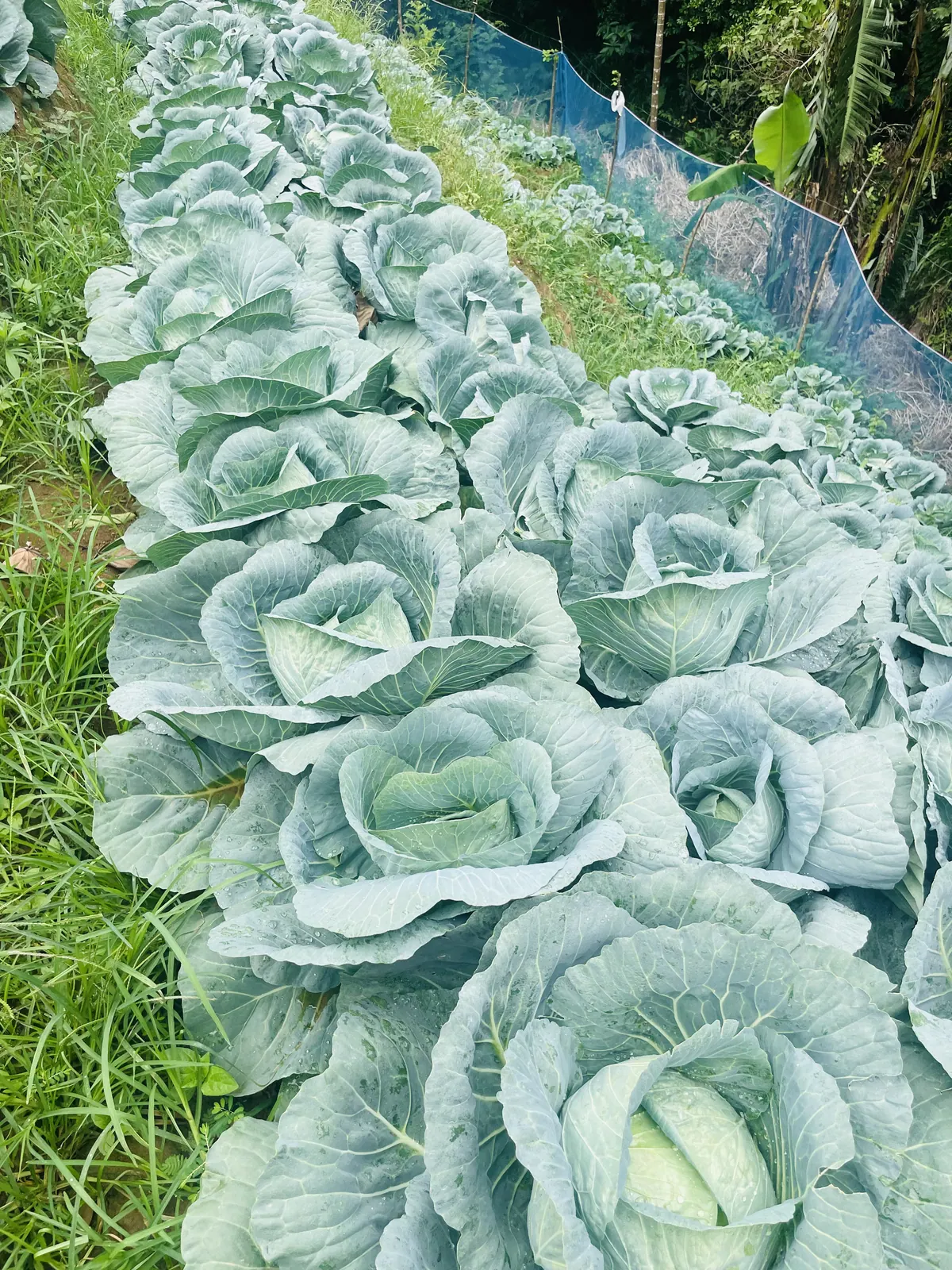 A row of blue-green cabbages ready to harvest
