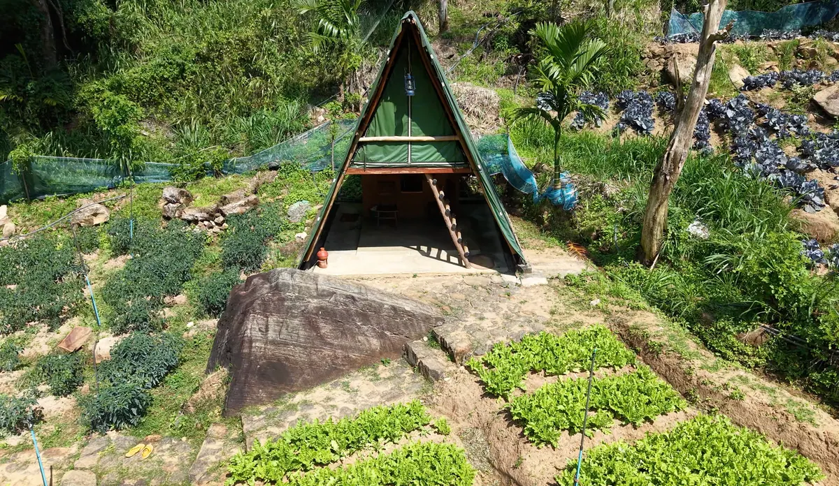 An A-frame cabin on a rock above neat beds of vegetables