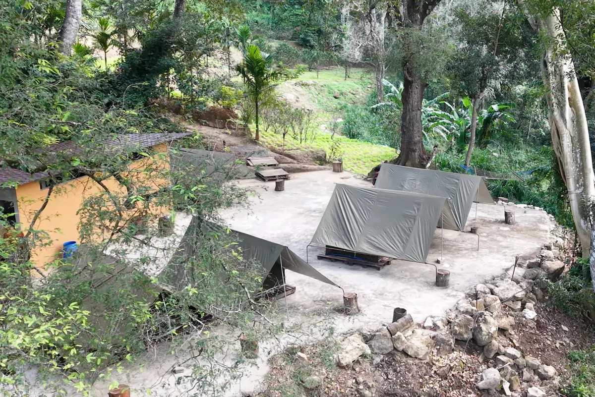 Canvas ridge tents on a levelled clearing under tall trees