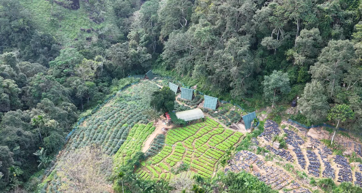 The whole farm from the air: terraced plots and cabins in a clearing in the forest