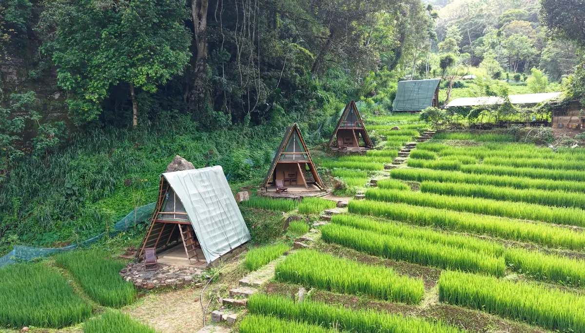 A-frame glamping cabins stepping up the edge of bright green paddy terraces