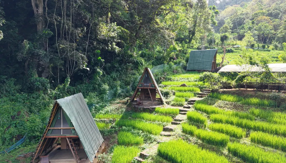 A stone path climbing between the paddy terraces past two A-frame cabins