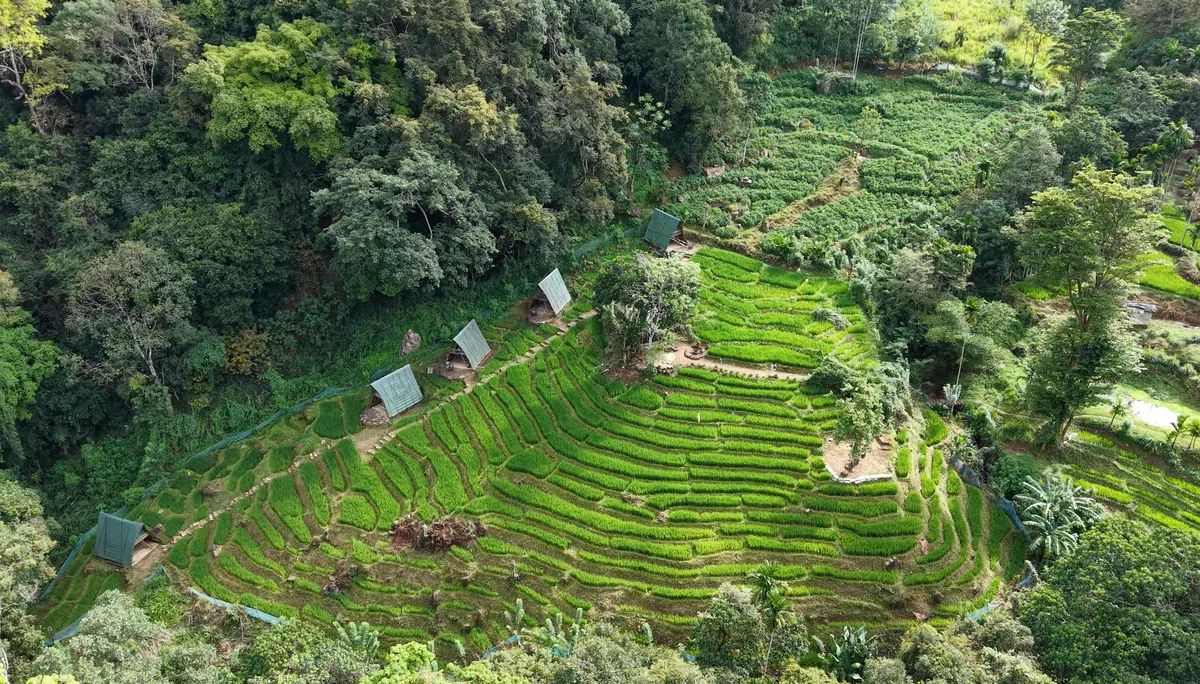 The terraced fields curving down the valley, seen from above