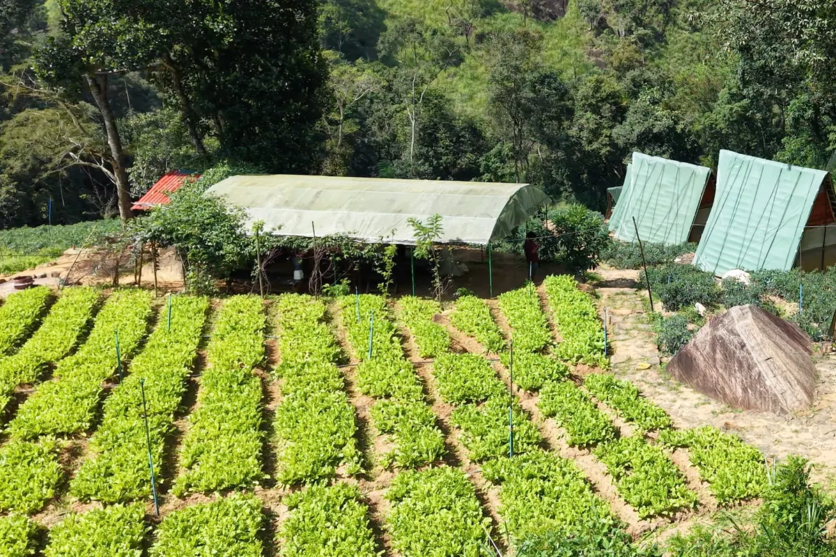 Rows of young vegetables in the farm beds, with the cabins and a greenhouse beyond