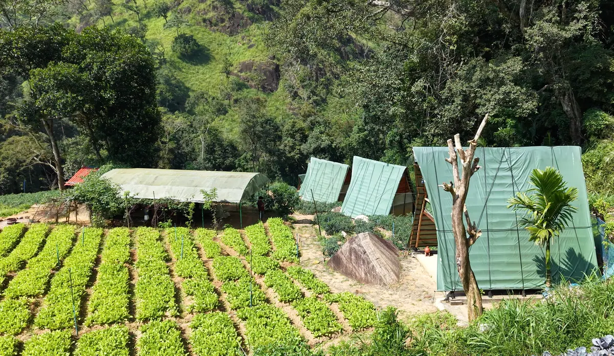Vegetable beds in rows in front of the glamping cabins and the greenhouse